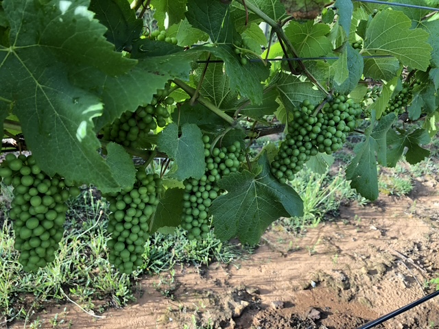 Vineyard