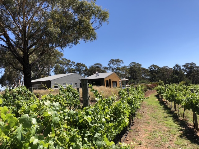 Vineyard Family